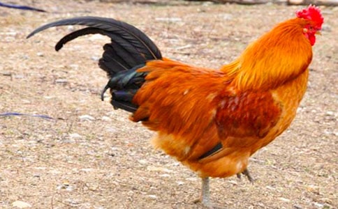 好斗的公雞作文(集合15篇)