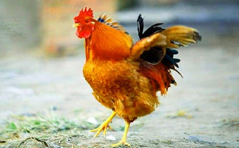 �����u�µ�������