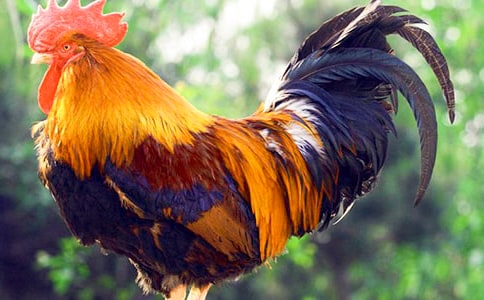 �����Ĺ��u