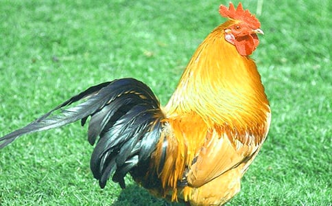 �ҼҵĹ��u����