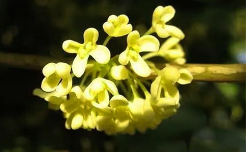 【必備】桂花的作文匯編7篇