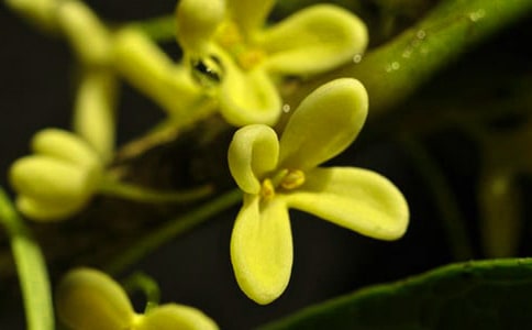 [��(j��ng)��]�𻨃�(y��u)������15ƪ