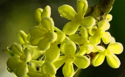 桂花樹優(yōu)秀作文(通用4篇)