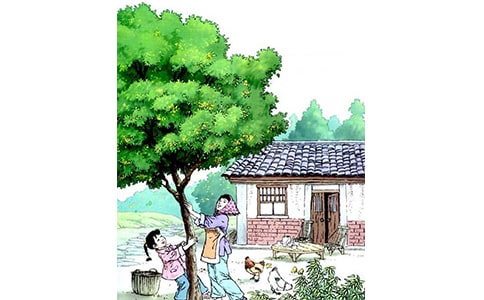 桂花雨作文400字