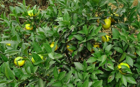 ���ٴ�W(xu��)���r(n��ng)����@������`���