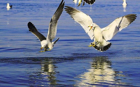 �茑����ι���t�ľ���