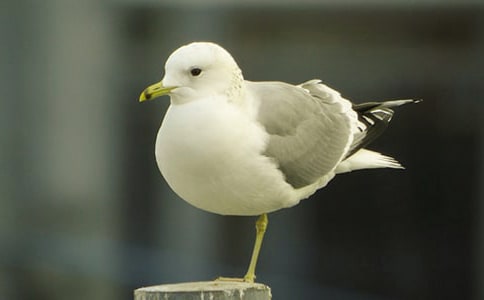 ���t����ӛ