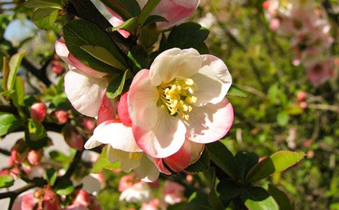 我愛竹節(jié)海棠作文(精選35篇)