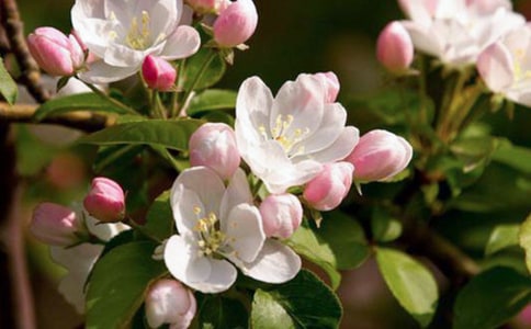 �P(gu��n)�ں��Ę�ă�(y��u)�����ģ�ͨ��26ƪ��