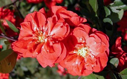 ����Ŀ�еĺ�������