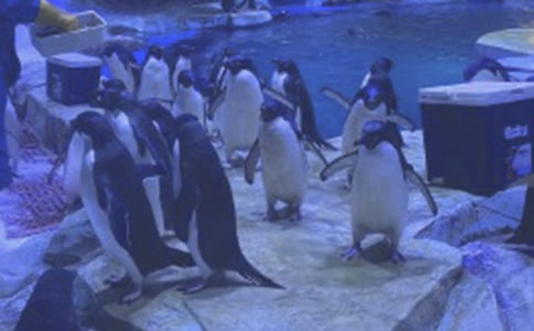 香港海洋公園作文