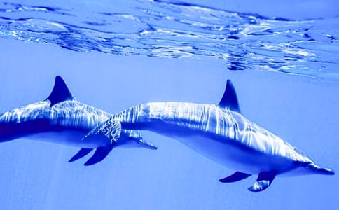 �茑���������ľ���