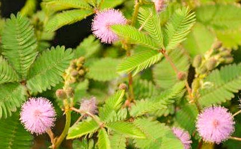 �ɐ۵ĺ��߲�����