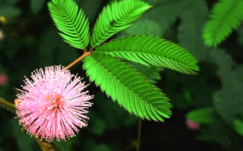 含羞草作文(通用102篇)