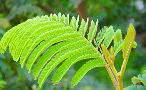 ���߲ݵ�������(y��u)������