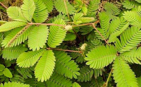 ���߲ݵ�����