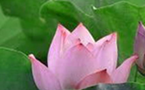 小學(xué)生荷花作文