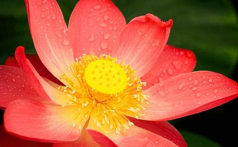 小學(xué)生關(guān)于荷花的作文