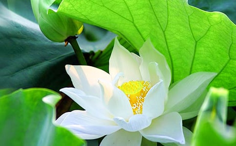 中班體育荷花荷花幾時開教案