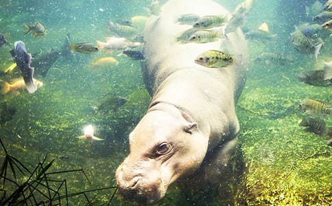 ���ĺ��R