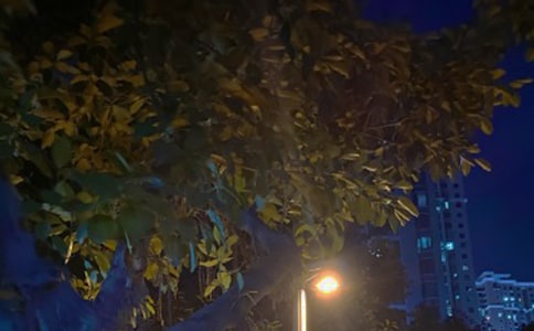 ��ҹ������