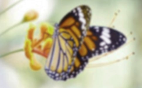 蝴蝶
