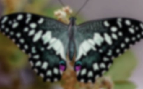 【實(shí)用】蝴蝶的作文三篇