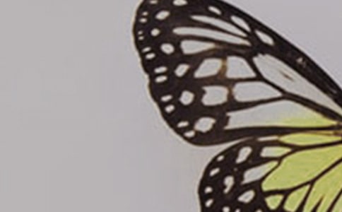 蝴蝶高二作文