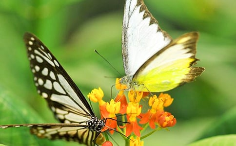 中班美術(shù)蝴蝶飛飛教案
