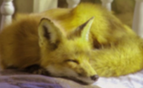 《狐貍和烏鴉》獲獎(jiǎng)教案(通用10篇)