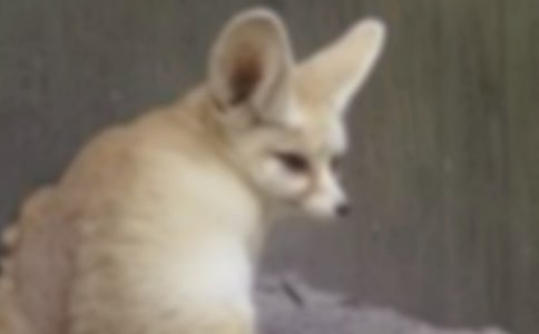 �����f�c��؂������