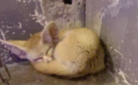 ���f�c��؂����