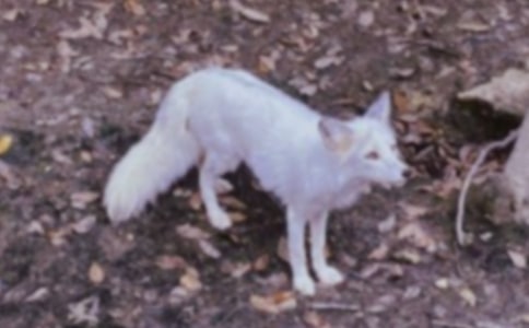 �����f�ͺ�؂���̰��̌W(xu��)�O(sh��)Ӌ(j��)