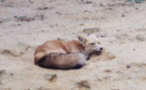 ��؂�c���f����