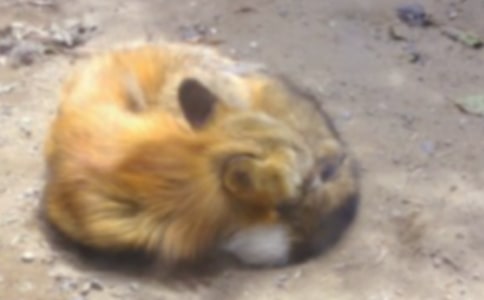 ����؂�͞��f����(y��u)��̰�