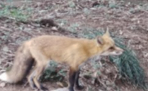 �����á����f�ͺ�؂���ąR��7ƪ