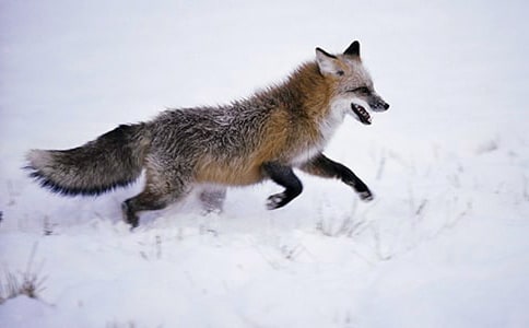《狐貍的智慧》的教學設計