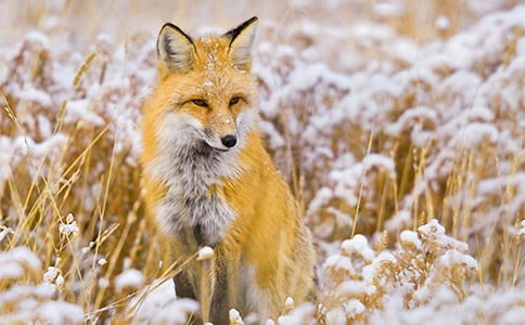 狐貍和烏鴉簡介