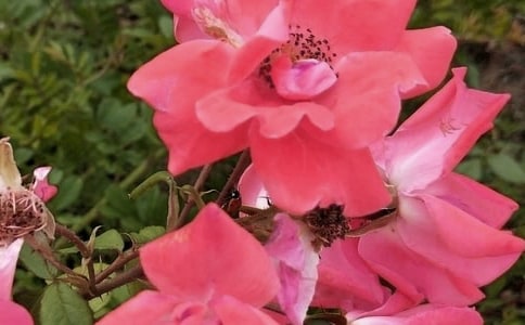 �_��ӛ����̎�Ļ�������15ƪ