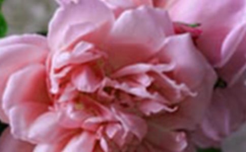 經(jīng)典花朵優(yōu)美句子30條