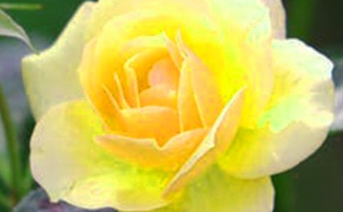 2021年經(jīng)典花朵優(yōu)美句子合集79句