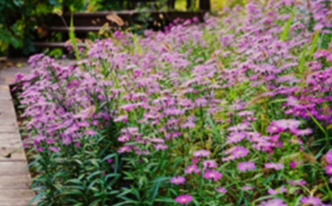 小花園別哭小學(xué)生作文