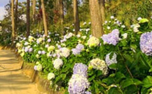 ���Ļ��@����(11ƪ)