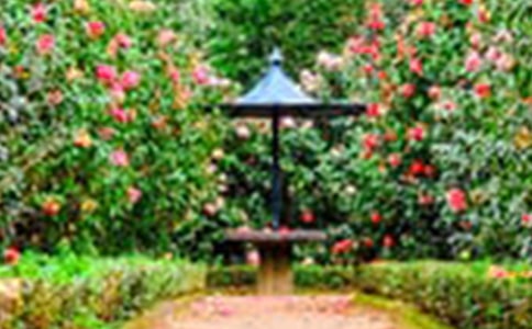 街心花園作文9篇