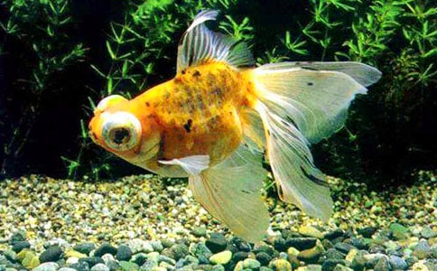 �ɐ۵�С���~����(ͨ��6ƪ)