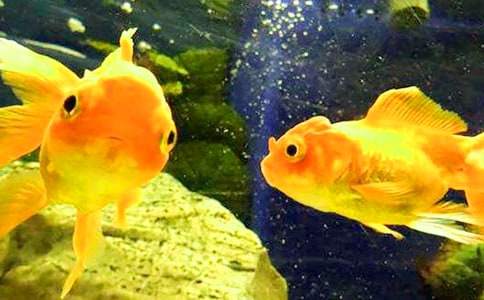 С�����g�̰������~��