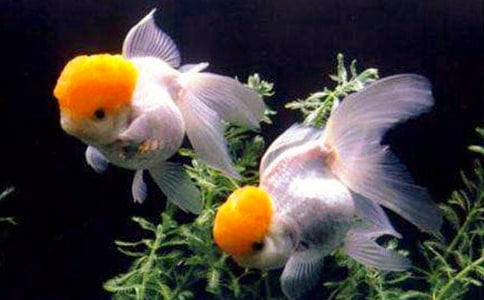 �l(f��)�F(xi��n)���~������Ԓ�}���ģ����x3ƪ��