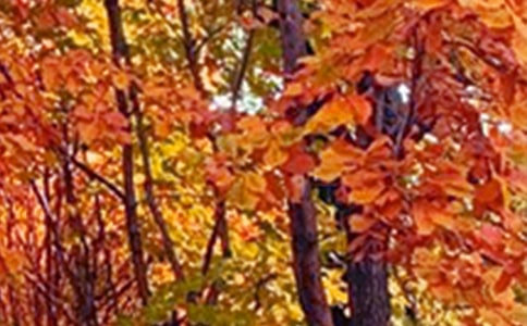 描寫南寧景色的優(yōu)秀作文(精選22篇)