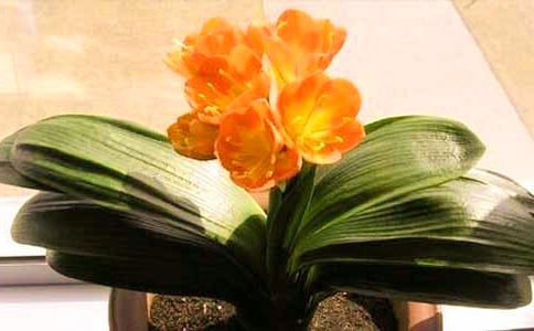 【必備】君子蘭作文