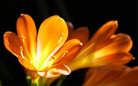 君子蘭作文(錦集15篇)